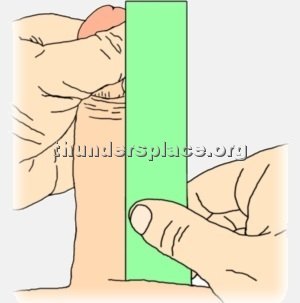 Measuring the erect penis