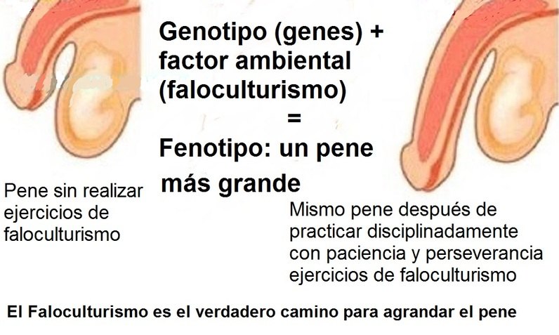 Diferencia entre fenotipo y genotipo